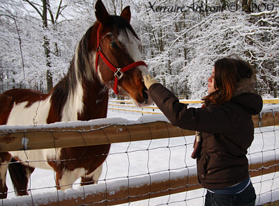 Horses in the snow with Laura