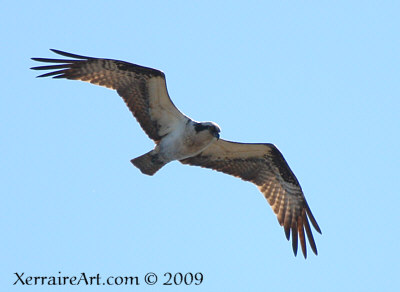 Osprey