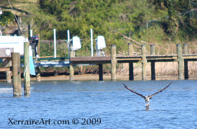 osprey fishing