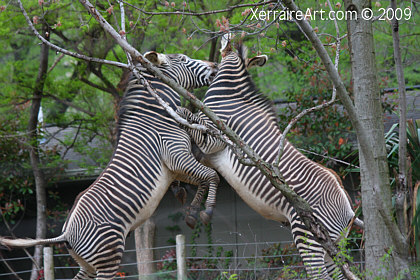 D.C. Zoo