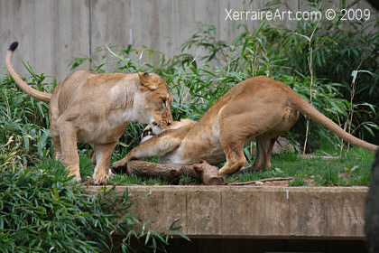 lions at dc zoo
