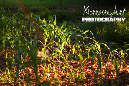 corn in the garden