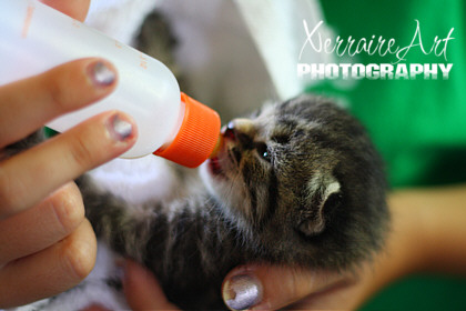 The baby kitten latches on to the bottle