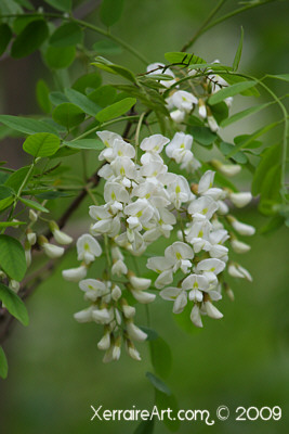 locust tree