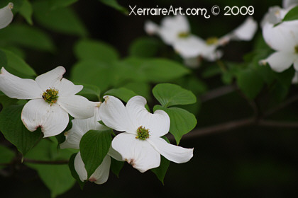 dogwoods