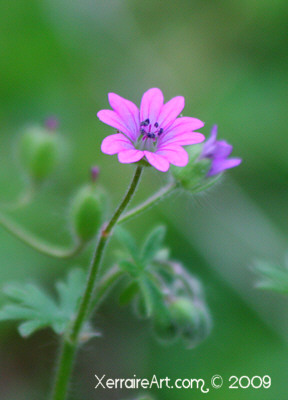Pink Wildflower