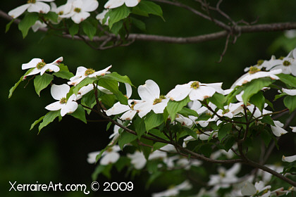 White dogwood