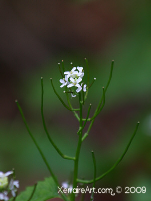 Another wildflower