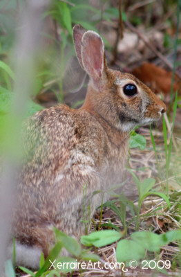 bunny rabbit