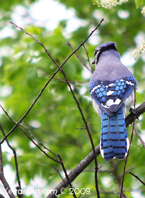 Blue Jay