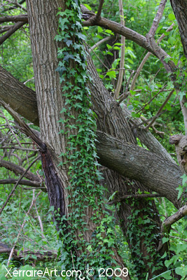 vine on the tree