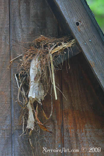 Robins nest