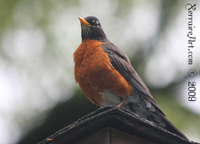 Robin keeping watch